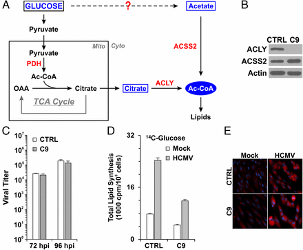 cytosolic,kinase cells the central precursor for lipid biosynthesis, cytosolic