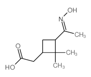 2-[3-(N-hydroxy-C-methyl-carbonimidoyl)-2,2-dimethyl-cyclobutyl]acetic acid picture