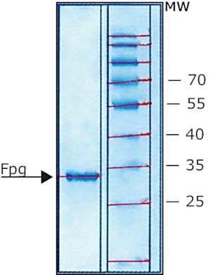 Fpg Protein from Escherichia coli结构式