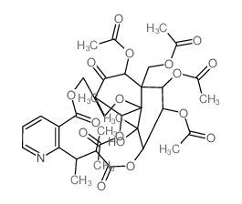 evonine picture