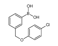 (3-((4-CHLOROPHENOXY)METHYL)PHENYL)BORONIC ACID picture