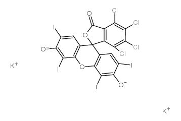 孟加拉玫瑰红B图片