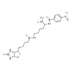 4-diazobenzoyl biocytin picture