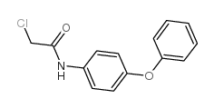 2-Chloro-N-(4-phenoxyphenyl)acetamide picture