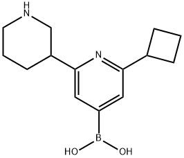 2-Cyclobutyl-6-(piperidin-3-yl)pyridine-4-boronic acid picture