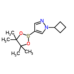 N-环丙基-吡唑-4-频哪醇二硼酸酯图片