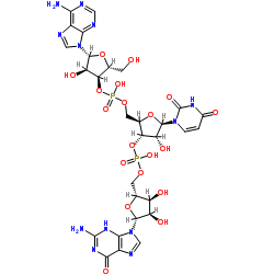 adenylyl-(3'→5')-uridylyl-(3'→5')-guanosine picture