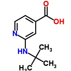 2-(tert-butylamino)pyridine-4-carboxylic acid Structure