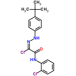 2-[2-(4-TERT-BUTYLPHENYL)HYDRAZONO]-2-CHLORO-N-(2-CHLOROPHENYL)ACETAMIDE结构式