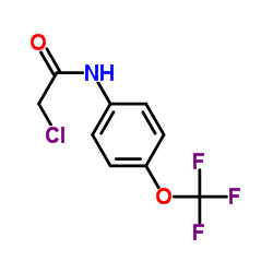 2-Chloro-N-[4-(trifluoromethoxy)phenyl]acetamide Structure