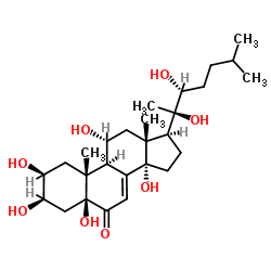 莫罗卡尼图片