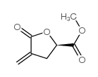 2-Furancarboxylicacid,tetrahydro-2-methyl-4-methylene-5-oxo-,(2R)-(9CI)结构式