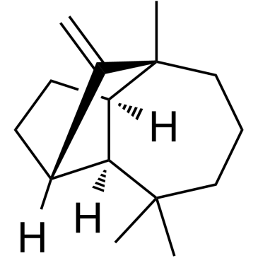 长叶烯图片