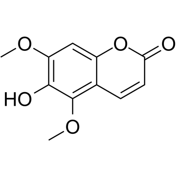 白蜡树精图片