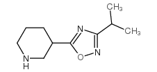 3-(3-异丙基-1,2,4-二唑-5-基)哌啶图片