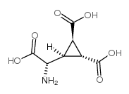 DCG IV Structure