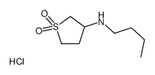 N-BUTYL-N-(1,1-DIOXIDOTETRAHYDROTHIEN-3-YL)AMINE HYDROCHLORIDE picture