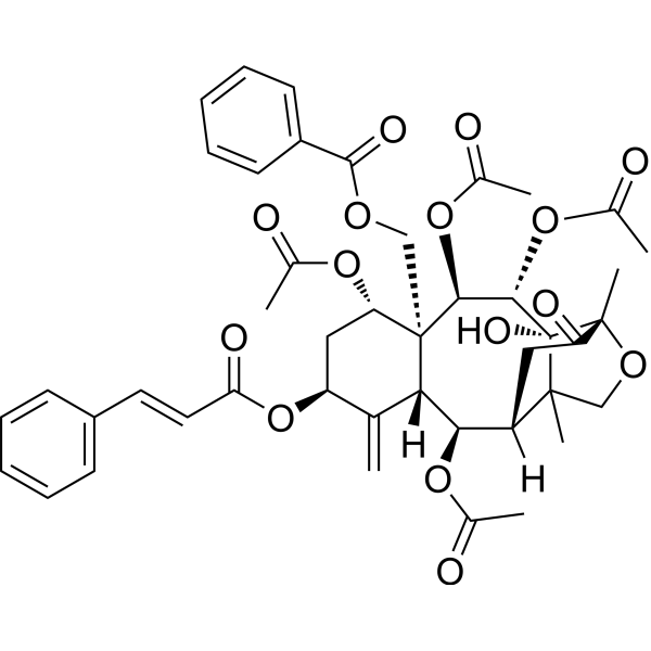 东北红豆杉素图片