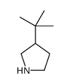 3-tert-butylpyrrolidine picture