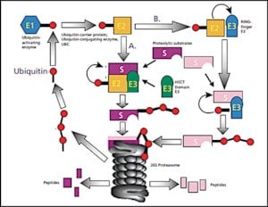 Ubiquitin human Structure