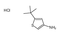 3-Amino-5-tert-butylthiophene hydrochloride picture