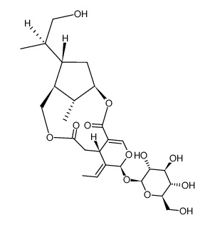 迎春花素图片