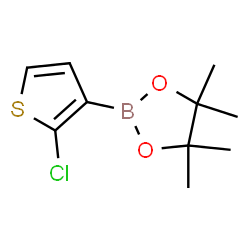 2-(2-chlorothiophen-3-yl)-4,4,5,5-tetramethyl-1,3,2-dioxaborolane picture