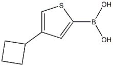 4-(Cyclobutyl)thiophene-2-boronic acid结构式