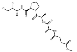 Elastase from porcine pancreas Structure