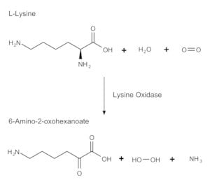 Lysine Oxidase structure