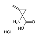 1-amino-2-Methylenecyclopropanecarboxylic acid (Hydrochloride) structure