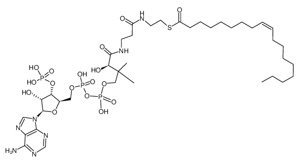 Oleoyl Coenzyme A Structure