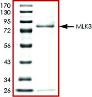 MLK3 (1-488), active, GST tagged human图片