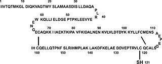 β-Lactoglobulin Structure