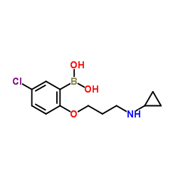 {5-Chloro-2-[3-(cyclopropylamino)propoxy]phenyl}boronic acid Structure