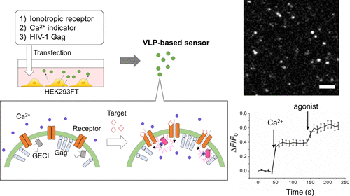 10.1021/acssensors.7b00537 picture