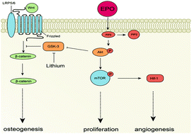 10.1039/C7BM00975E picture