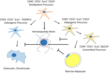 10.1016/j.stem.2017.05.008 picture