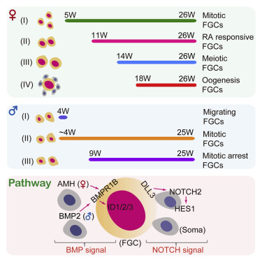10.1016/j.stem.2017.05.009 picture