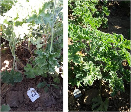 10.1002/ffj.3427图片