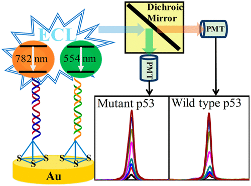 10.1021/acs.analchem.8b00831图片