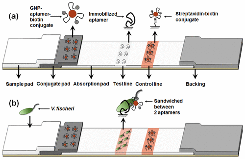 10.1021/acscombsci.7b00190图片
