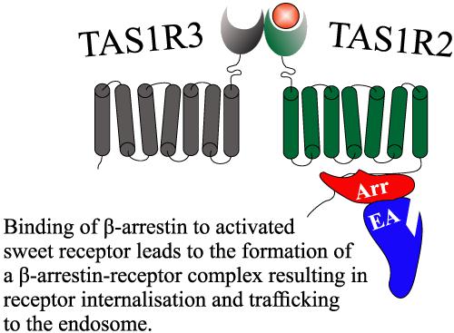 10.1002/ffj.3431图片