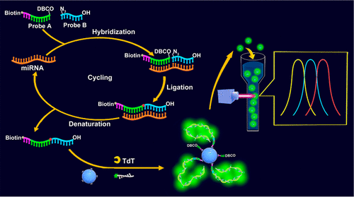10.1021/acs.analchem.8b00589图片