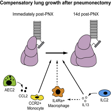 10.1016/j.stem.2017.03.024 picture