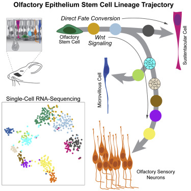 10.1016/j.stem.2017.04.003 picture
