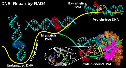 10.1021/acs.jcim.7b00636图片