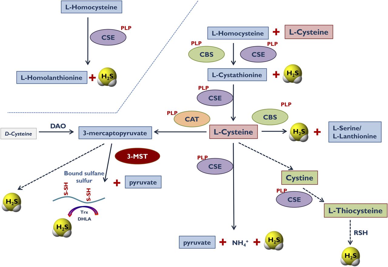 10.1124/pr.117.014050 picture
