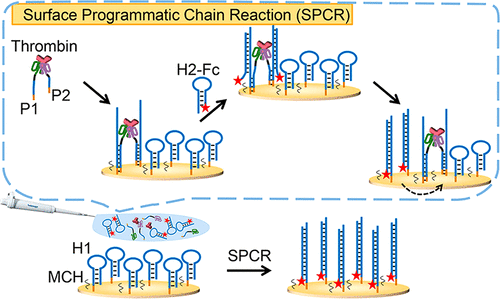10.1021/acs.analchem.8b01217图片