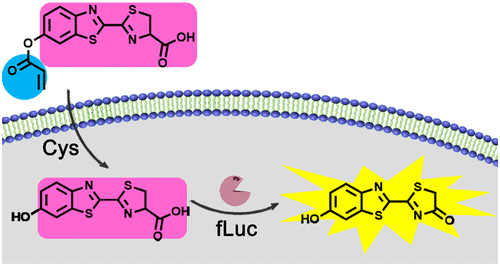 10.1021/acs.analchem.8b00682图片